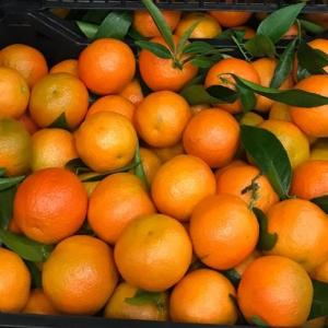 Wholesale beverage: Fresh Navel and Valencia Oranges Whatsapp..+237657028176