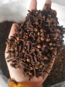 Wholesale hot selling: Best Option Hot Selling Brown Piece Cloves Spices Dried