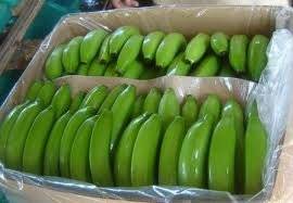 Wholesale fruit plastic box: Cavendish Bananas