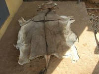 Sell WET and  DRY SALTED DONKEY HIDES FOR SALE
