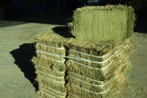 Alfalfa Hay(id:11057610). Buy Ukraine Buy Alfalfa Hay, Order Alfalfa ...