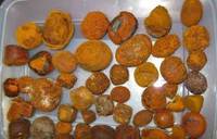 Sell 80/20 Cow/ox/cattle Gallstones for sale