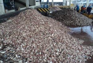 Wholesale fish: Fish Meal Powder Pro- Fish Meal 55% 60% 65% for Animal Feeds