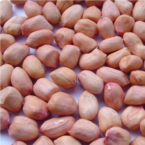 Wholesale peanut: Malaysia High Quality Peanuts