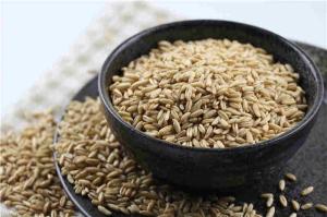 Wholesale nutrition fortification: 100% Premium Oat Grain