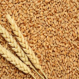 Wholesale b: High Quality Wheat Grain
