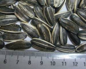 Wholesale machine: Sunflower Seeds, Oil Seeds,Flax Seeds,  Safflower Seeds, Cummin Seeds, Cannabis Seeds Suppliers