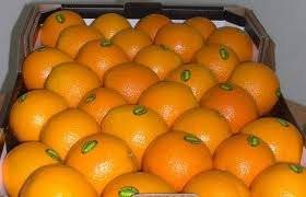 Sell New crop Fresh citrus fruit Oranges / Citrus, Lemon, Navel, Valencia
