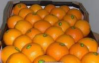 Sell New crop Fresh citrus fruit Oranges / Citrus, Lemon, Navel, Valencia