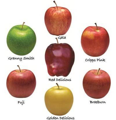 Sell new crop Fresh Apples, Royal Gala, Golden Delicious, Fuji, Granny Smith