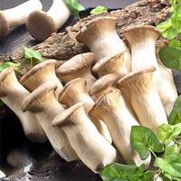 King Oyster Mushroom( Eryngii Mushroom)
