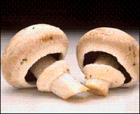 Champignon(Agaricus Bisporus)Mushrooms