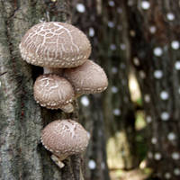 Shitake Mushroom 