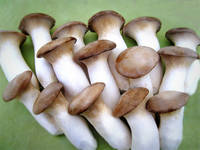 Pleurotus Eryngii Mushrooms.