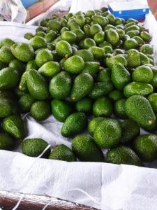 Wholesale passion: Discover the Unique Essence of Colombian Hass Avocado!  Grown with Passion in Colombia's Fe