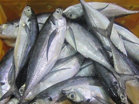 Mackerel Frozen Fish