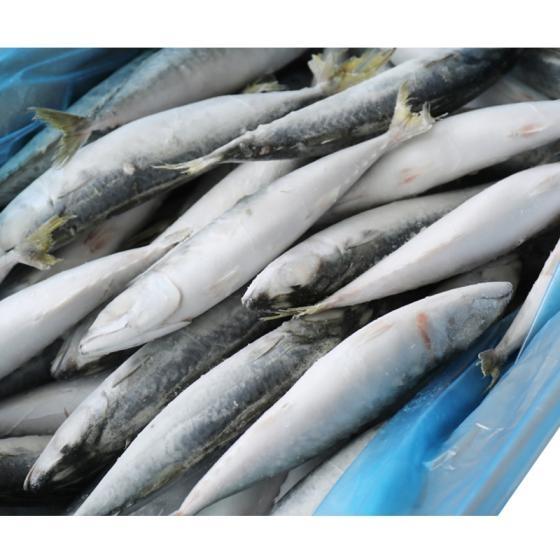 Frozen Pacific Mackerel Fish,Frozen Horse Mackerel Fish