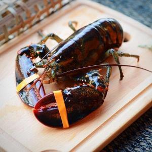 Wholesale Frozen Food: Indonesia Black Tiger Shrimp, Prawn AA 700gm, Wild Catch Boston Lobster 350gm Whole Slipper Lobster