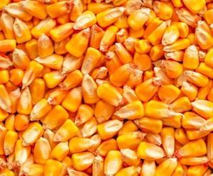 Wholesale yellow: Organic Yellow Corn (Maize) for Animal Feed