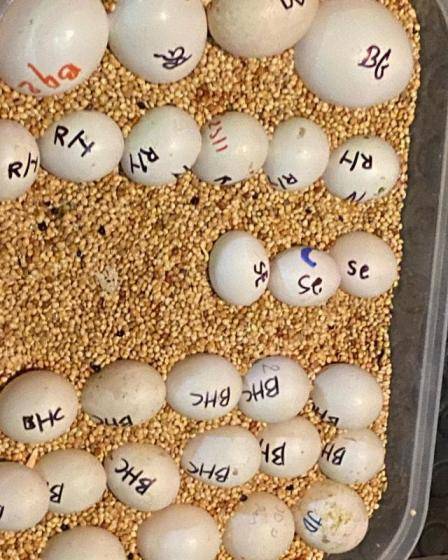 Sell Fertile Parrot Eggs of Various Species Available