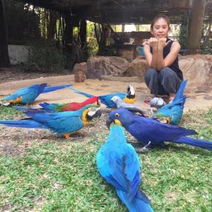 Wholesale conures parrots: Baby Parrots and Their Fertile Eggs