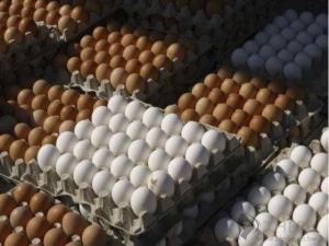 Wholesale diet: Chicken Eggs