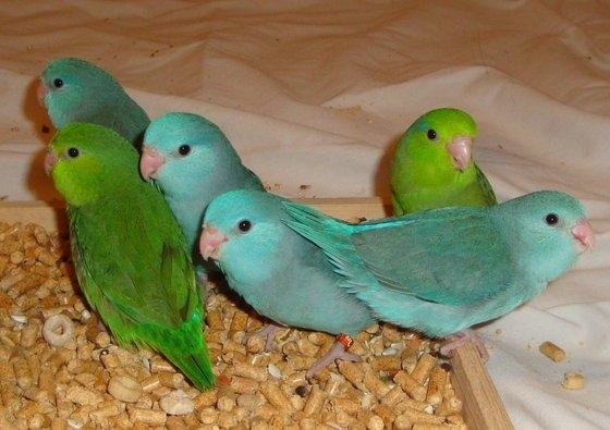 Parrotlet Parrots for Sale and Parrotlets Eggs(id:10780219). Buy ...