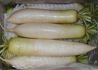 Sell White Radish, Turnip