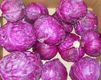Sell Fresh Purple Cabbage