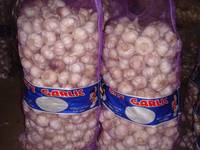 Sell Normal White Garlic