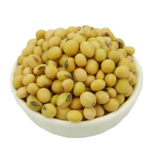 Wholesale soybean protein: High Protein Yellow Soybeans
