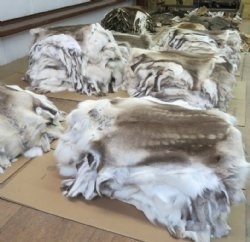 Wholesale Fur: Donkey Hides