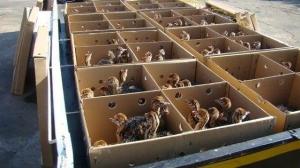 Wholesale military: Parrots,Ostrich, Chicken Chicks