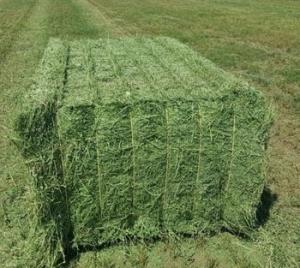 Wholesale alfalfa hay bales: Alfalfa Hay