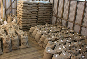 Wholesale top quality: Rubusta Coffee Beans for Export