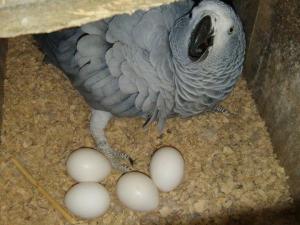 Wholesale sale: Parot ,Ostrich  Eggs for Sale