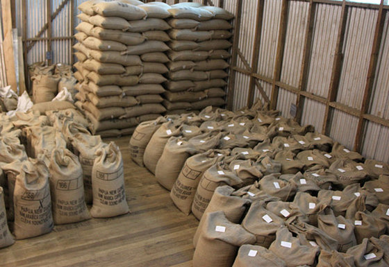 export coffee beans
