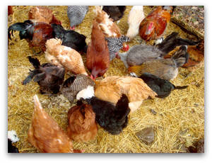 Wholesale iron: Chicken Feed