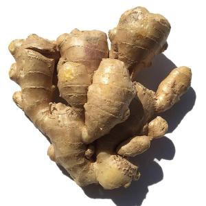 Wholesale extracts: Ginger Fresh Organic Peru