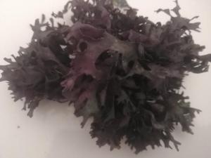 Wholesale seaweed food: Irish Moss Chondrus Crispus Sea Moss Buk 100 Natural Organic Wild Grows Roks