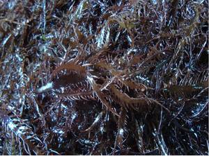 Wholesale seasoned laver: Seaweed Chondracanthus Chamissoi  Chicorea De Mar