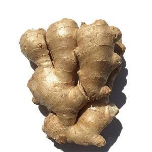 Wholesale extracts: Ginger Fresh Organic From Peru