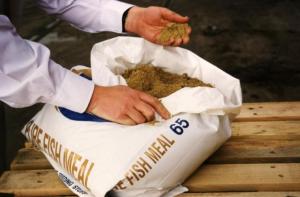 Wholesale fish: FishMeal 65% Protein Total Nutrition Good Quality Animal Feed Fish Meal From Peru