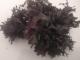 Irish Moss Chondrus Crispus Sea Moss Buk 100 Natural Organic Wild Grows Roks