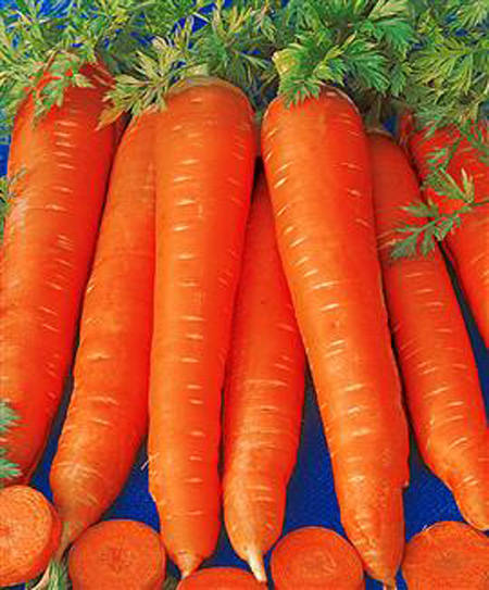 Sell .Fresh Carrot from Kenya (Common Cultivated)