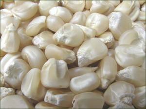 Wholesale consignment: White Corn Grains Food Grade (White Maize for Sale ).