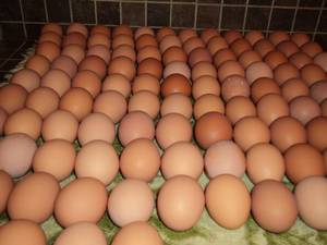 Wholesale Eggs: Fresh Brown/White Eggs.