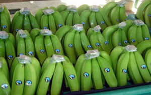 Wholesale cavendish: Fresh Cavendish Banana From Kenya