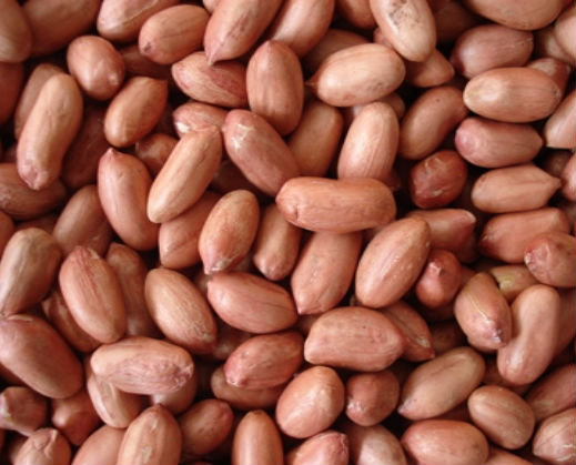 Raw Peanuts Kernel / Raw Peanut in Shell.