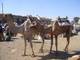 Camels and Live Donkeys for Sale